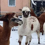 Spass & Ferien Auf Dem Alpaka Hof 2
