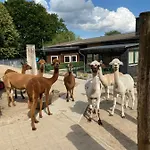 Spass & Ferien Auf Dem Alpaka Hof 2 Lenschow