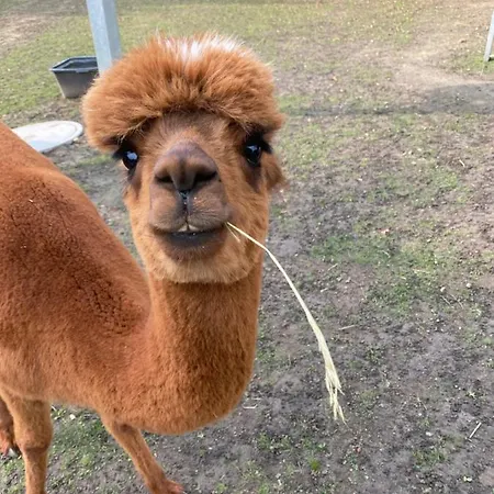Spass & Ferien Auf Dem Alpaka Hof 2 * Lenschow
