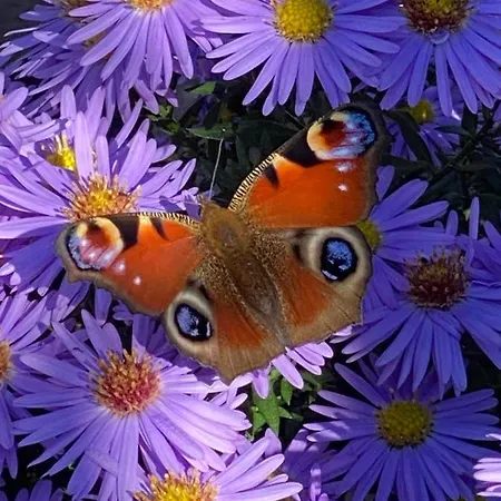 Spass & Ferien Auf Dem Alpaka Hof 2 Apartment