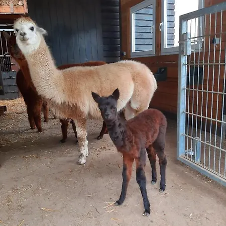 Spass & Ferien Auf Dem Alpaka Hof 2 * Lenschow
