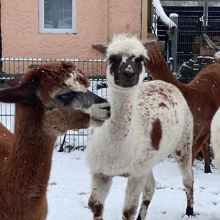 Spass & Ferien Auf Dem Alpaka Hof 2