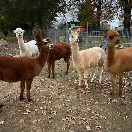 Spass & Ferien Auf Dem Alpaka Hof 2 Lenschow