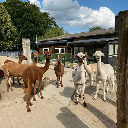 Spass & Ferien Auf Dem Alpaka Hof 2 Lenschow