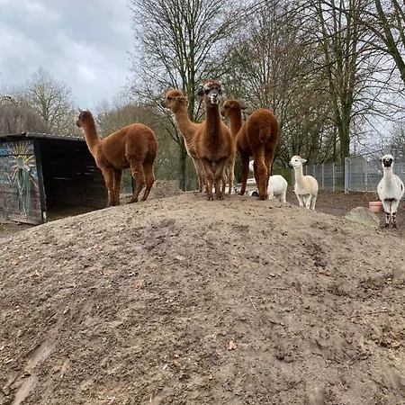 Spass & Ferien Auf Dem Alpaka Hof 2 * Lenschow