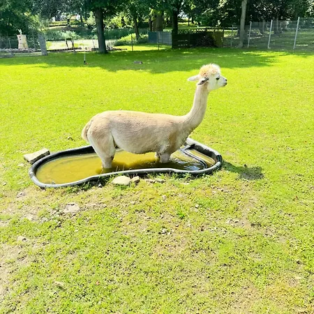 Spass & Ferien Auf Dem Alpaka Hof 2 *