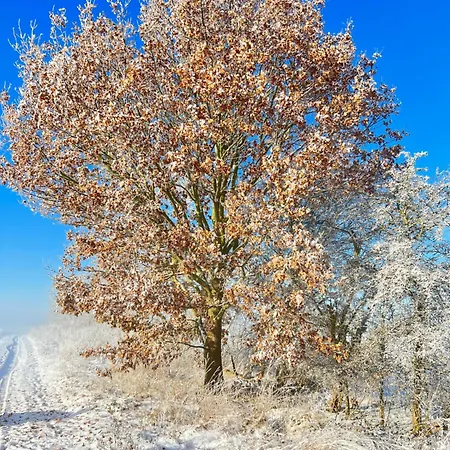 Spass & Ferien Auf Dem Alpaka Hof 2 Lenschow