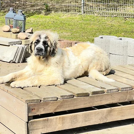 Spass & Ferien Auf Dem Alpaka Hof 2 * Lenschow