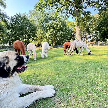 Spass & Ferien Auf Dem Alpaka Hof 2 Apartment Lenschow