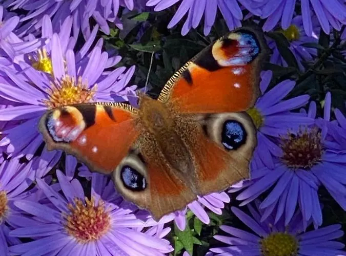 Spass & Ferien Auf Dem Alpaka Hof 2 Апартаменты