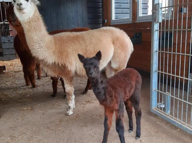 Spass & Ferien Auf Dem Alpaka Hof 2 * Lenschow