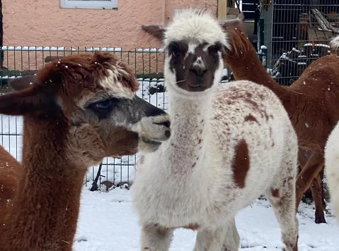 Spass & Ferien Auf Dem Alpaka Hof 2