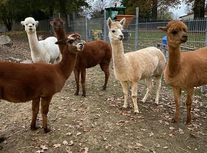 Spass & Ferien Auf Dem Alpaka Hof 2 Lenschow