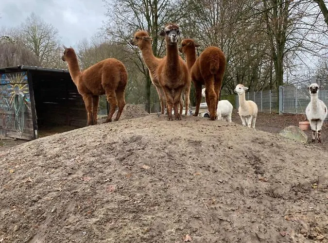 Spass & Ferien Auf Dem Alpaka Hof 2 * Lenschow