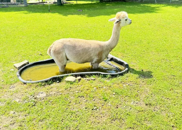 Spass & Ferien Auf Dem Alpaka Hof 2 *