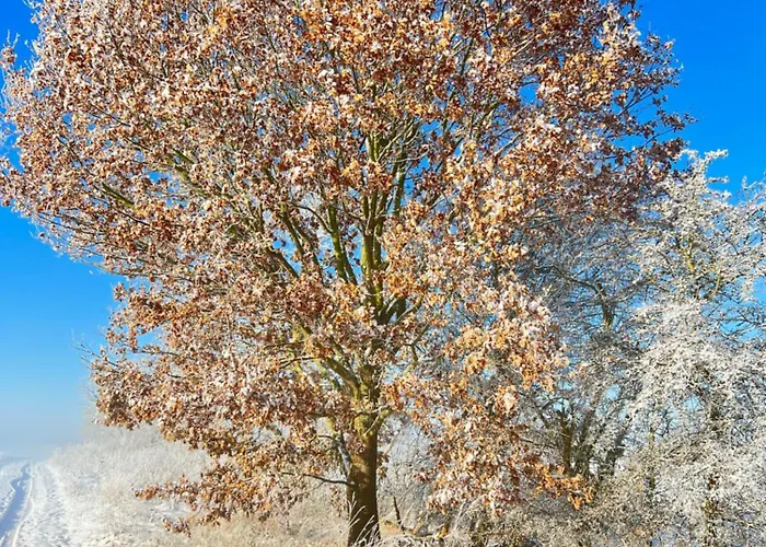 Spass & Ferien Auf Dem Alpaka Hof 2 Lenschow