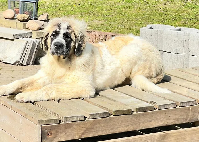 Spass & Ferien Auf Dem Alpaka Hof 2 * Lenschow