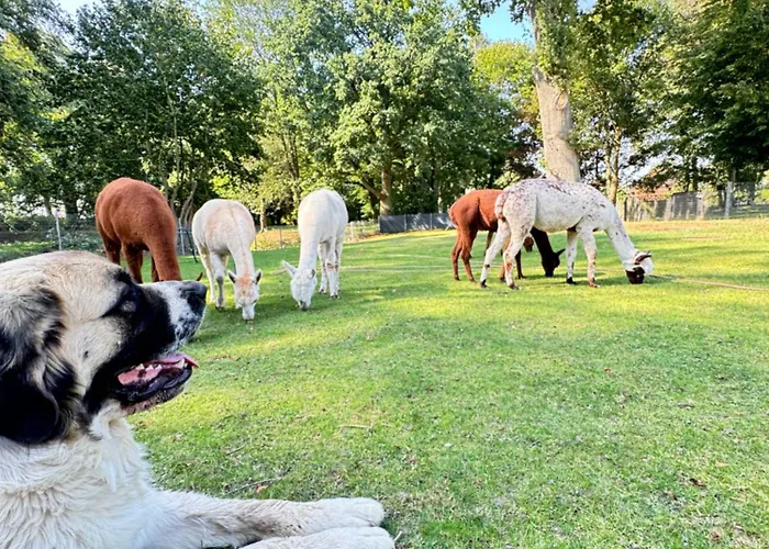 Spass & Ferien Auf Dem Alpaka Hof 2 Апартаменты Lenschow